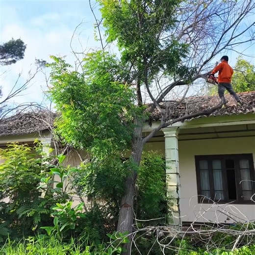 1.9M views · 23K reactions | After 7 Years of Abandonment, We Finally Discovered What Was Hidden Inside This House P1 #clean #cleanup #cleaning #cleaningtheoldhouse #cleaningmotivation | Clean The Old House | Facebook