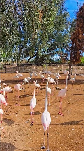 Elegant Flamingo Flock: The Phoenix Zoo Wildlife in 4K