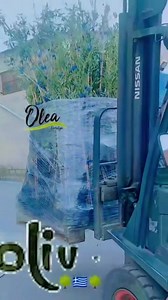 Φυτωρια ελιας δεντρα οπωροφορα Oliv dimou plants Greek Dimoy Olea Europaea @highlight | Dimoy Olea Europaea