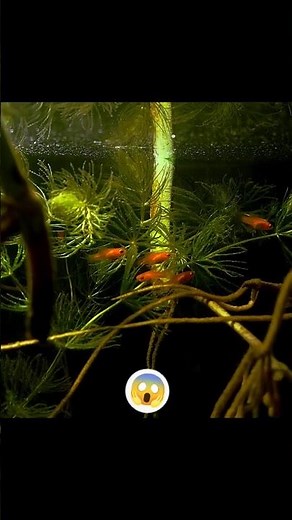 why molly fish eat algae? 🤔 #pet #viral #trend #aquarium #fish #fry #growth