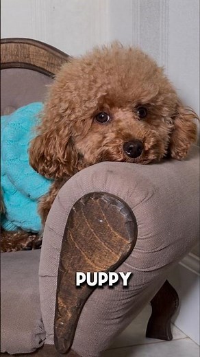 5 Proven Ways to Make Your Puppy Sleep Through the Night 🐶💤
