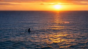 Quiet ocean moment as a whale surfaces at dusk