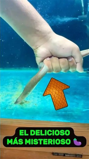 The mystery of eels and their reproduction