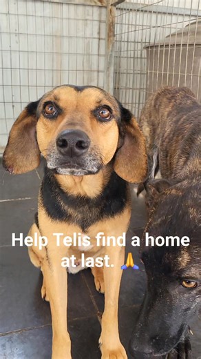 2 years in a cage, 104 weeks, 732 days. It sounds scary isnt it? and yes, hes one of our ignored dogs. Telis was 5 months old when he was brought to us with his sister. This means that hes now almost 2,5 years old and those 2,5 years were spend in a cage. If someone from us was in a cage, wouldn't we go mental? Telis is a young jura/shepherd mix, a sensitive doggy who pretty much loves anyone. Hes fine with humans, dogs but no cats. You can see in the video that hes with other dogs in his cage.