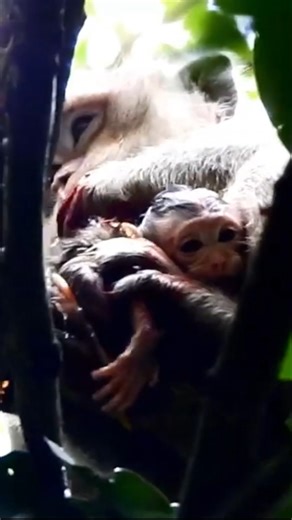 New Life in the Treetops: Adorable Baby Monkey Born to Loving Mother in the Wild | Monkey history 2024