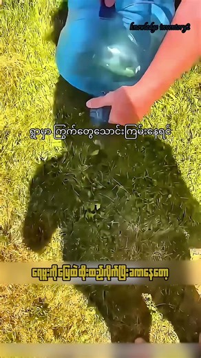 ရွာမှာ ကြွက်တွေ သောင်းကြမ်းနေရင် ဘာလုပ်ချင်သလဲ?