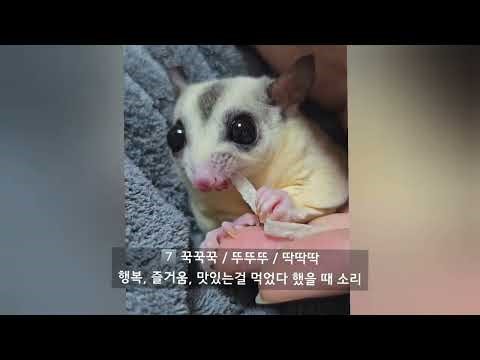 슈가글라이더 다양한 울음소리 / 슈가글라이더 키우기