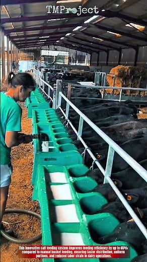 Innovative Calf Feeding System Technology : Best Efficient Milk Distribution