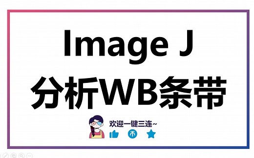 【WB】快速掌握Image J分析WB条带图，简单！