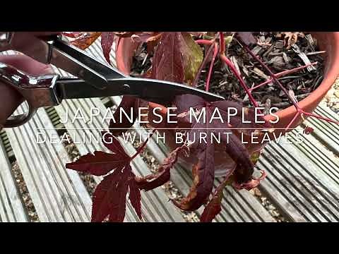 Japanese maples, dealing with dried, burnt leaves. Remove some, none or defoliate the whole tree!