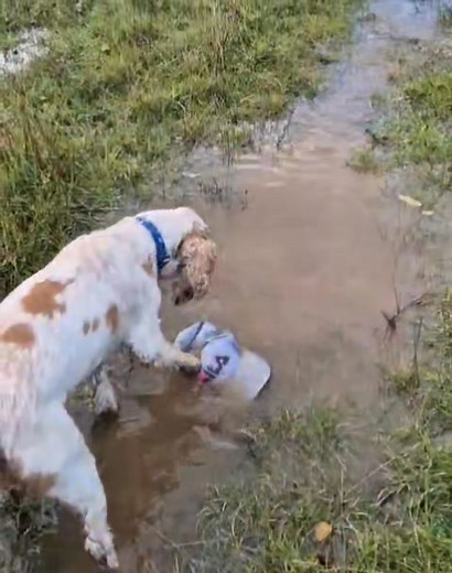 10K views · 89 reactions | Buddy was wondering where Joanne went 藍藍藍 This is what happens when a puddle is too deep.!  | Easy on the Lead | Facebook