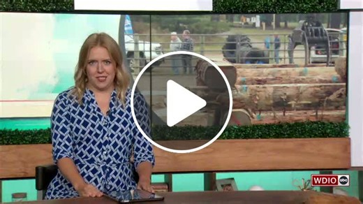 An up-close glimpse of the logging industry - NewsBreak