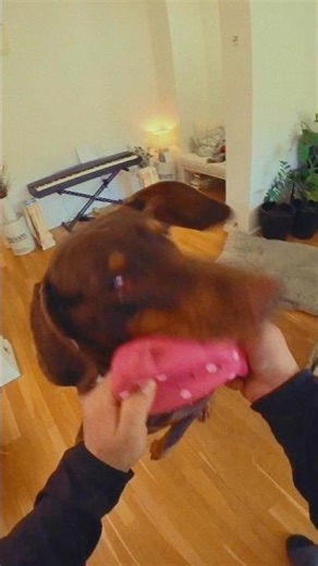 Hund Lek - En Dag Hemma Med Min Hund 😂🐾 | Fullt Med Bus Och Mys