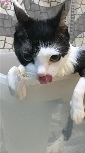 Bath time 🛁 Compilation #cat #cats