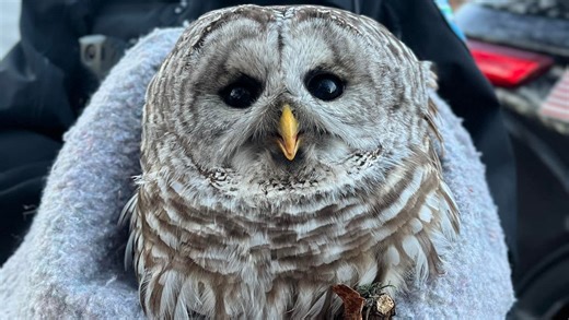 Rat poisons are killing RI birds of prey. Will the state ban them?