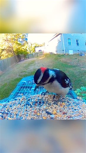Downy Woodpecker