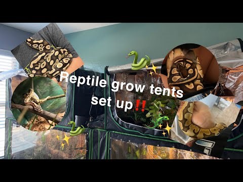 Grow Tent Set up for Ball python!