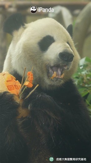 Savoring The Sweet Pumpkin | iPanda #shorts
