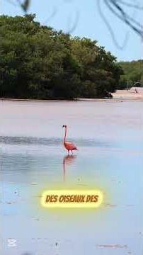 "Il existe un lac qui tue tout ce qui le touche… et personne ne sait nager dedans 😱"#viralvideo