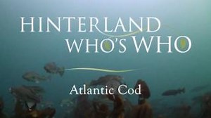 The history of cod fishing has been very important for our country... Find out more about this fish! 🍁 | Hinterland Who's Who