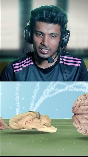 The Biggest Brain in the World - Size Comparison #shortsvideo