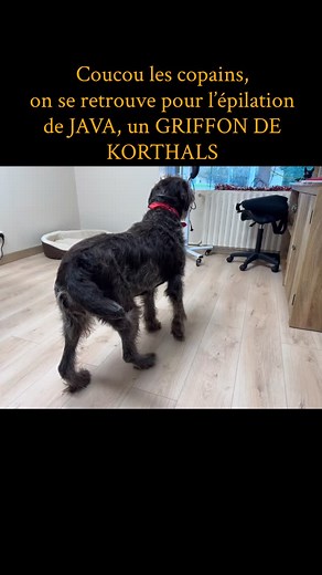 🐕 C’est le tour de Java, magnifique griffon Korthals désormais à la retraite, qui est passée entre mes mains ✨ Un moment tout en douceur pour son épilation, adaptée à son poil et à son rythme. Merci Java pour ta confiance et ta belle sérénité 🤎 » #toilettagecanin #toilettage #saintnauphary #tarnetgaronne #doggrooming #poilsauxpattes #avantaprès #griffondekorthal #griffondekorthals #griffondekhortal #griffondekorthalmix #griffondekortales #trimmingsalon #trimmers | Poils aux Pattes