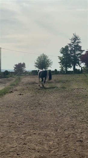 Cheval à vendre - E.S HICERO HONGRE DSA - Vidéo 5 - equirodi.be