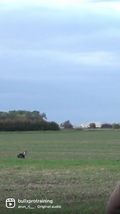 6M views · 60K reactions | Bitty catching a Hare on top of another Hare in its seat. | BullX Training Falconry & Hawking | Facebook