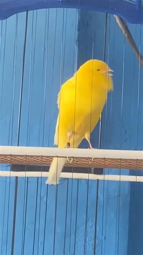 Canary bird Song 💛 | Canary Birds Universe