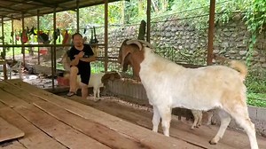 59K views · 6.8K reactions | I, Farm Boy! Meet Hercules, Boer Buck!...