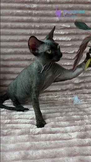 Meet Ziggy: Black Devon Rex Kitten with Warm Yellow Eyes 🖤🐾 #DevonRex #DevonRexKitten #BlackKitten