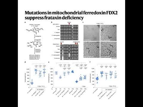 367-Mutations in FDX2 Suppress Frataxin Deficiency