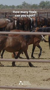 88K views · 3.1K reactions | ❓ How many foals in this government...