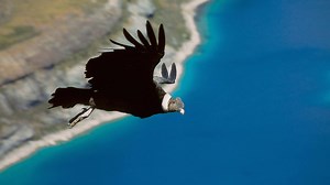 Earthflight: South America | BBC Documentaries