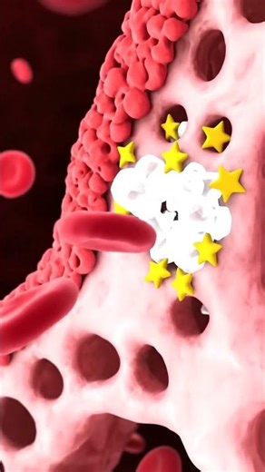 Calcium traveling through blood into bones