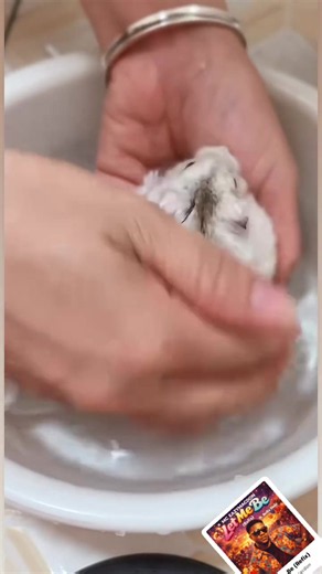 Tắm khô hay tắm ướt cho hamster