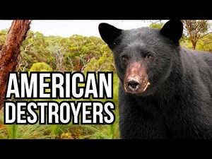 7 North American Animals That Would Destroy Australian Ecosystems