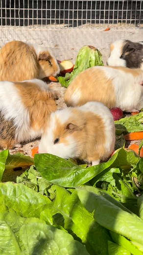 Μικρά, τριχωτά και απίστευτα χαριτωμένα! 🐹 Τα ινδικά χοιρίδια δεν προέρχονται από την Ινδία, αλλά από τις Άνδεις — και σίγουρα ξέρουν πώς να κλέβουν καρδιές! Τρώνε σανό, φρούτα και λαχανικά, και γεμίζουν τον Κήπο μας με ενέργεια! 💚 | Ζωολογικός Κήπος Καλαβρύτων