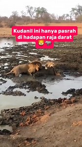 667 reactions · 5 comments | Two male lions, with all their strength, attempt to subdue the giant of the waters a hippopotamus renowned for its power and might Mud and water churn, fierce roars and heavy breaths intertwine, weaving a dramatic tale on the dry riverbanks of Africa #reels #animals #lion | Inot Counter Attack | Facebook