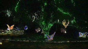 44K views · 2.9K reactions | Millions of holiday lights brighten up...