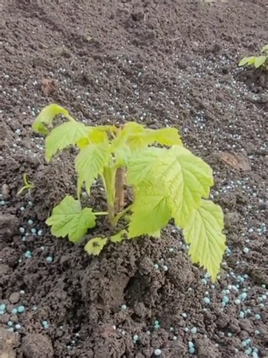 Raspberries ready for a big harvest I loosened the soil around the raspberry plants and added fertilizer to help them grow strong this season. Small step, big difference. Now we just wait for the harvest. #gardening #raspberries #growyourown #gardentips #allotment