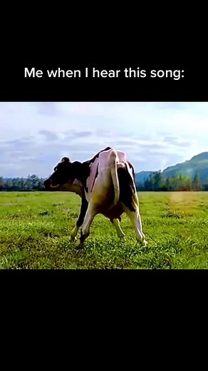 Funny Dancing Cow Videos Compilation