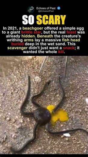 The Secret Monster Under The Sand