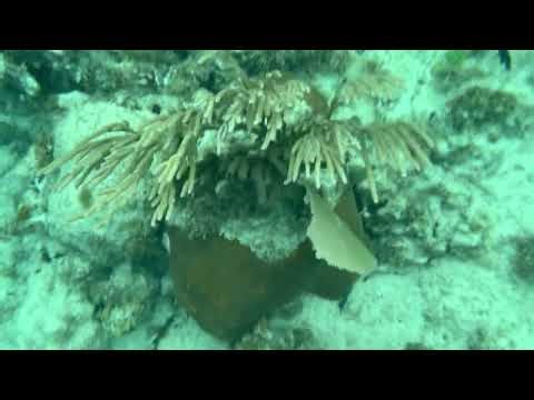 snorkeling trip in jamaica off the coast of ocho rios