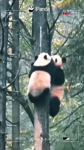 Annual Highlights Of Wild Giant Pandas | iPanda #shorts