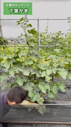 サントリー本気野菜『キュウリの育て方 下葉かき』59秒