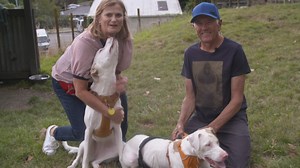 9.3K views · 97 reactions | Dogs help us in many ways, whether they're farm dogs, police dogs or guide dogs. But can they help each other? Seven Sharp visited Kahi and Kowhai in Nelson to find out. | Seven Sharp | Facebook