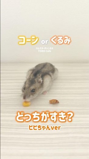 ビビはどっちが好き？ラストはビビたんポーズが？！ #ハムスター