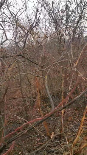 Rabbits running all over the place. | Catron's Kennel