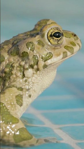 Frog Song Kids Funny Song 🐸🐸🐸🐸🐸🐸